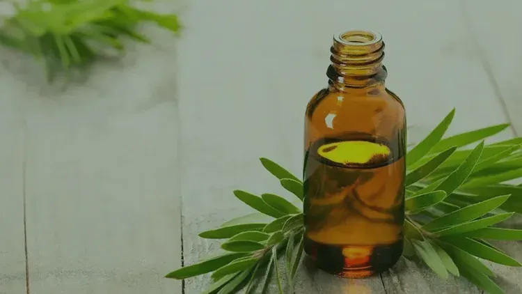 Çay Ağacı Yağı Nedir? Neye İyi Gelir?
