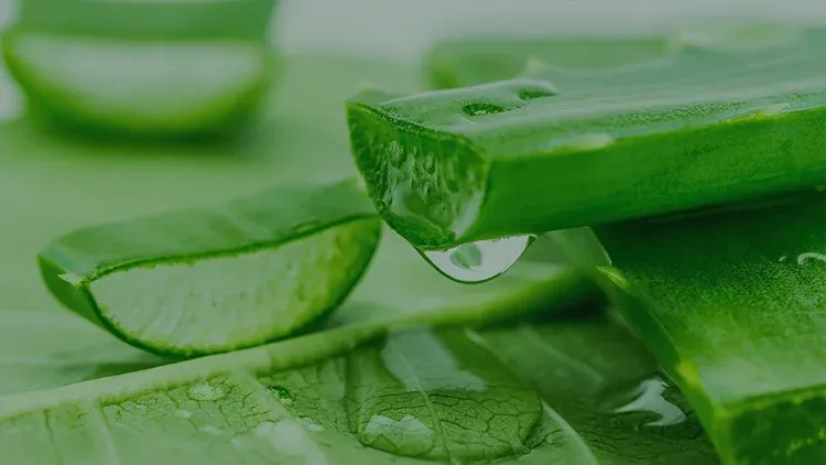 Aloe Vera’nın Faydaları Nelerdir?