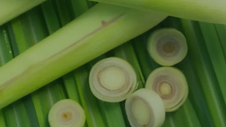 Limon Otu (Lemongrass) Nedir? Ne İşe Yarar?