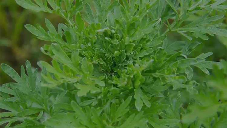 Pelin Otu Nedir? Ne İşe Yarar?