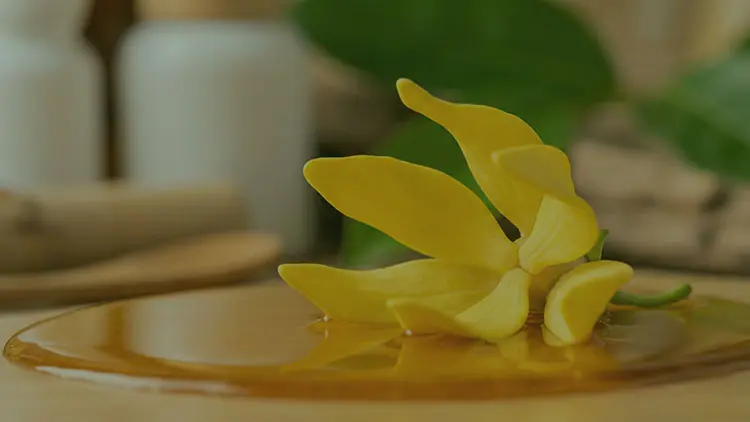 Ylang ylang yağı, Cananga odorata adlı tropikal ağaçtan damıtılarak elde edilen aromatik ve şifalı bir uçucu yağdır. Özellikle saç dökülmesini önleyici, cildin yağ dengesini düzenleyici ve stresi azaltıcı etkileriyle bilinir. Aromaterapi, cilt bakımı ve doğal saç terapilerinde yaygın şekilde tercih edilir.
